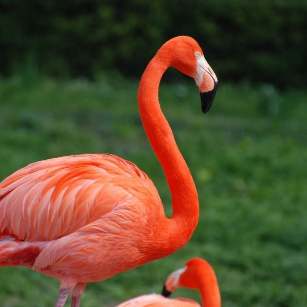 Meet your Posher, Tristan